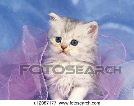 Stock Photo -  a Kitten In the Middle of a Purple-colored Fabric, Looking Sideways, Front View, Differential Focus. Fotosearch