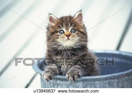 Stock Photo -  a Kitten Looking Out From a Silvern Bucket, Front View, Differential Focus. Fotosearch