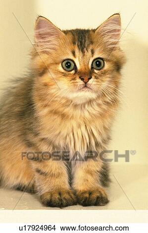 Picture -  a Kitten Looking Sideways, Front View, Differential Focus. Fotosearch