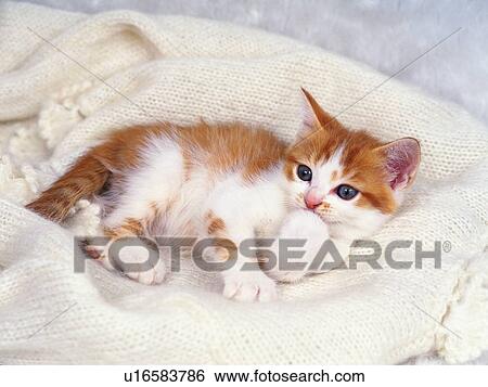 a Kitten Lying on a White Blanket, Looking Sideways, High Angle View View Large Photo Image Stock Photograph - a Kitten Lying on a White Blanket, Looking Sideways, High Angle View. Fotosearch