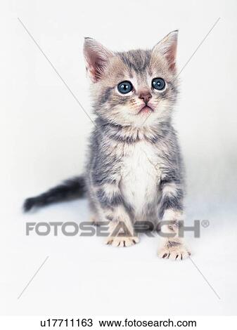 Stock Image -  a Kitten On a White Floor, Looking Up, Front View, Differential Focus. Fotosearch