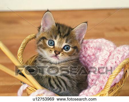 a Kitten Sitting in a Knitting Basket Filled With Pink Wool, Looking at Camera, High Angle View, Differential Focus View Large Photo Image Stock Photo - a Kitten Sitting in a Knitting Basket Filled With Pink Wool, Looking at Camera, High Angle View, Differential Focus. Fotosearch