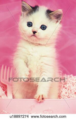 a Kitten Sitting in a Pink-colored Box, Looking Sideways, Front View View Large Photo Image Picture - a Kitten Sitting in a Pink-colored Box, Looking Sideways, Front View. Fotosearch