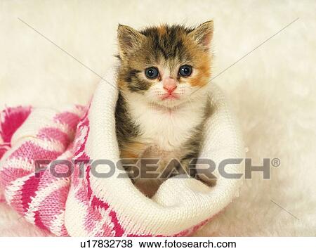 Stock Photo -  a Kitten Sitting in a Pink-colored Wool Sock, Looking at Camera, Front View. Fotosearch