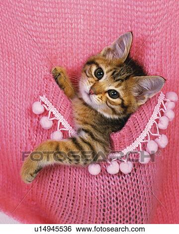 a Kitten, Sitting in a Pocket of a Pink Wool Jacket, Front View, Looking at Camera View Large Photo Image Stock Photograph - a Kitten, Sitting in a Pocket of a Pink Wool Jacket, Front View, Looking at Camera. Fotosearch