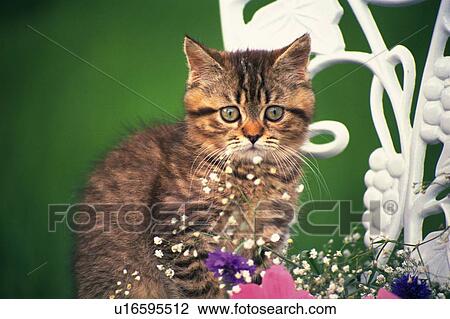 a Kitten Standing Behind Some Multicolored Flowers, Looking at Camera, Front View, Differential Focus View Large Photo Image Stock Image - a Kitten Standing Behind Some Multicolored Flowers, Looking at Camera, Front View, Differential Focus. Fotosearch