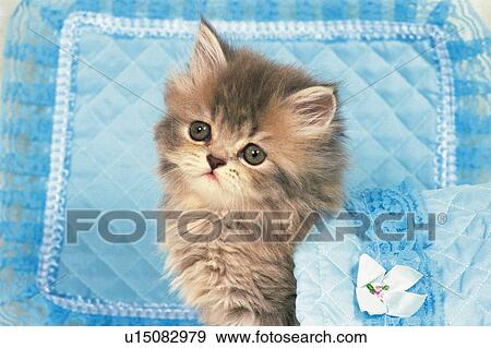 a Kitten Under a Blue Blanket, Looking Sideways, Front View View Large Photo Image Stock Photo - a Kitten Under a Blue Blanket, Looking Sideways, Front View. Fotosearch