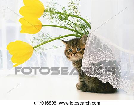 a Kitten Under a White Curtain and Some Yellow Tulips, Side View View Large Photo Image Stock Photo - a Kitten Under a White Curtain and Some Yellow Tulips, Side View. Fotosearch