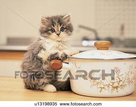 a Persian Cat, Holding on to a White-colored Pot, Looking at Camera, Side View, Differential Focus View Large Photo Image Stock Photography - a Persian Cat, Holding on to a White-colored Pot, Looking at Camera, Side View, Differential Focus . Fotosearch