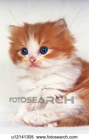a Persian Cat Looking Sideways, Side View, Differential Focus View Large Photo Image Stock Photography - a Persian Cat Looking Sideways, Side View, Differential Focus. Fotosearch