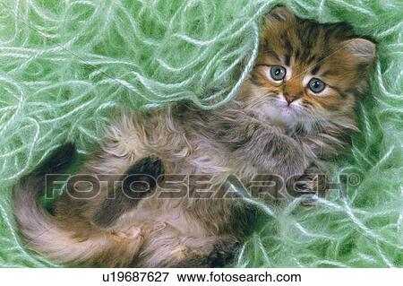 a Persian Cat Lying on Green-colored Wool, Looking at Camera, High Angle View View Large Photo Image Stock Photo - a Persian Cat Lying on Green-colored Wool, Looking at Camera, High Angle View. Fotosearch