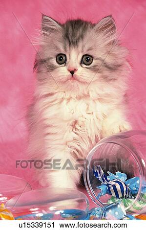 a Persian Cat Next to a Bowl Filled With Candies, Looking Sideways, Front View View Large Photo Image Stock Image - a Persian Cat Next to a Bowl Filled With Candies, Looking Sideways, Front View. Fotosearch