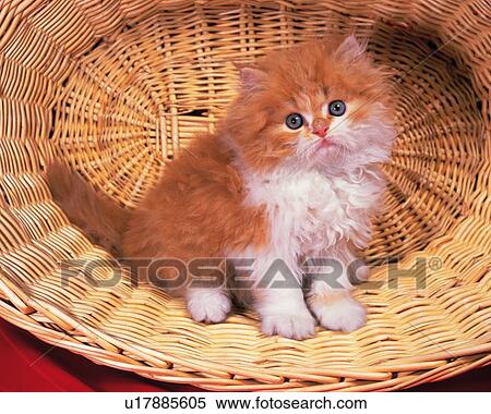 Stock Photography -  a Persian Cat Sitting in a Basket, Looking at Camera, Side View. Fotosearch