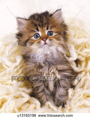 Stock Photo -  a Persian Cat Sitting on White-colored Wool, Front View, Looking at Camera. Fotosearch