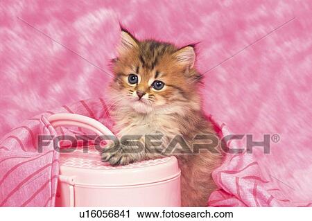 Stock Image -  a Persian Cat, Surrounded By Pink-colored Objects, Looking Sideways, Front View. Fotosearch