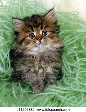 Stock Photo -  a Persian Cat Surrounded By Green-colored Wool, Looking at Camera, High Angle View. Fotosearch