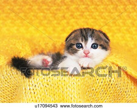 a Scottish Fold Lying on a Yellow-colored Blanket, Front View, Looking at Camera View Large Photo Image Stock Image - a Scottish Fold Lying on a Yellow-colored Blanket, Front View, Looking at Camera. Fotosearch