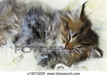 Stock Photo -  a Sleeping Persian Cat On a White Fluffy Carpet, High Angle View. Fotosearch