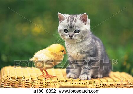 An American Shorthair Cat and a Chick On a Basket, Front View, Side View, Differential Focus View Large Photo Image Stock Image - An American Shorthair Cat and a Chick On a Basket, Front View, Side View, Differential Focus. Fotosearch