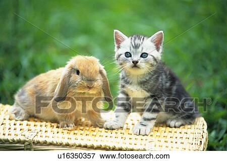 An American Shorthair Cat And A Rabbit Sitting On A Basket Front