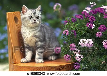 An American Shorthair Cat Sitting On A Wooden Stool Surrounded