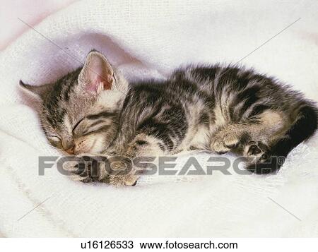 An American Shorthair Cat Sleeping On A White Towel High Angle