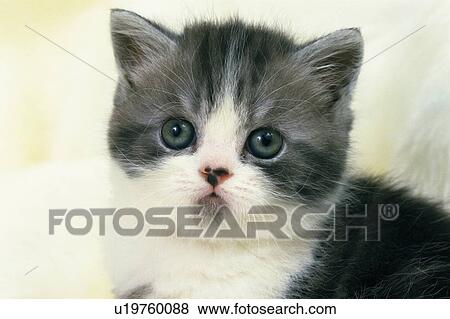 An Exotic Shorthair Cat Looking Sideways Front View Stock Photo