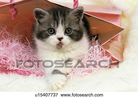 an Exotic Shorthair Cat, Lying in a Pink-colored Bag, Looking at Camera, Front View View Large Photo Image Stock Photo -  an Exotic Shorthair Cat, Lying in a Pink-colored Bag, Looking at Camera, Front View. Fotosearch