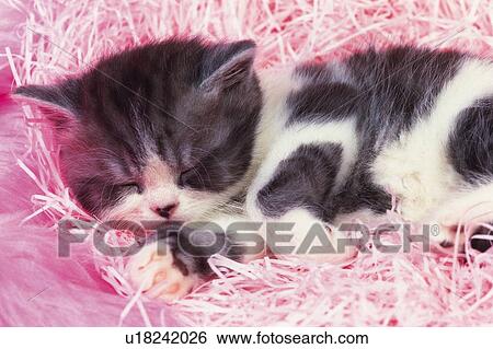 Stock Photograph -  an Exotic Shorthair Cat, Sleeping on a Pink-colored, Fluffy Fabrics, High Angle View. Fotosearch