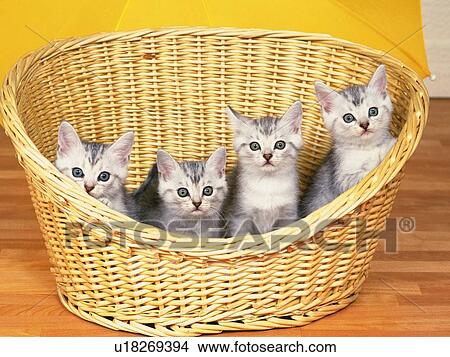 Four American Shorthair Cats Sitting in a Basket, Looking at Camera, High Angle View View Large Photo Image Picture - Four American Shorthair Cats Sitting in a Basket, Looking at Camera, High Angle View. Fotosearch
