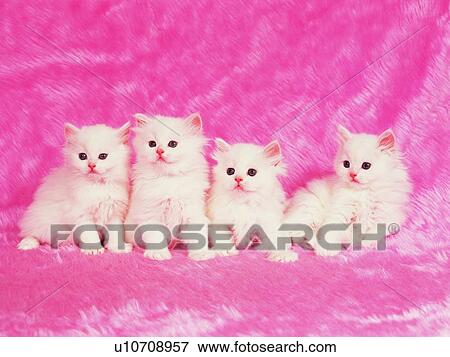 Stock Photo - Four Persian Cats Standing on a Pink Fluffy Carpet, Looking in Different Directions, Front View. Fotosearch