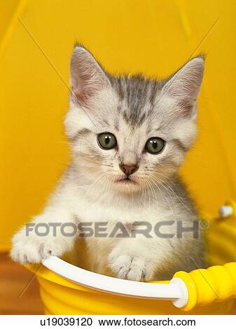 Stock Image -  Kitten, Sitting in a Yellow Plastic Bucket, Looking at Camera, Front View. Fotosearch
