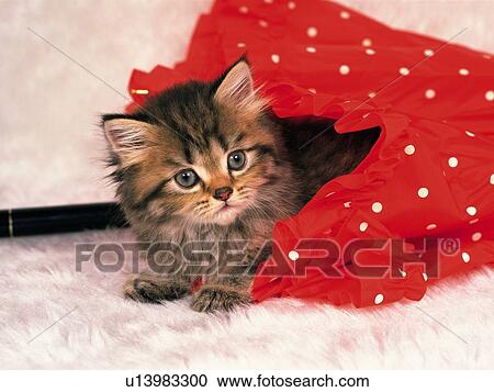 Stock Image - Persian Cat Hiding Under a Red-colored Umbrella, Looking at Camera, High Angle View. Fotosearch