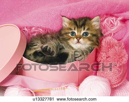 Stock Image - Persian Cat Lying in a Pink Box, Surrounded By Pink Objects, High Angle View. Fotosearch