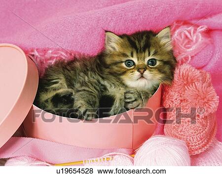 Persian Cat Lying in a Pink Box, Surrounded By Pink Objects, High Angle View View Large Photo Image Stock Photo - Persian Cat Lying in a Pink Box, Surrounded By Pink Objects, High Angle View. Fotosearch