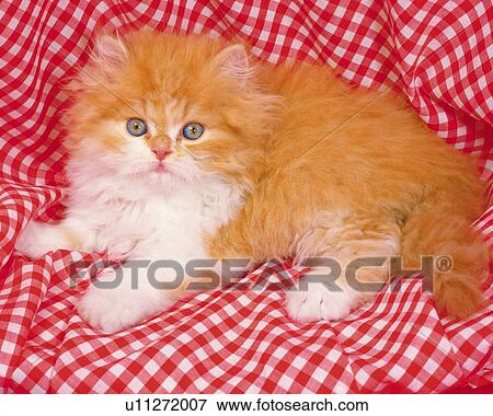 Stock Photo - Persian Cat Lying on a Red-colored Blanket, Looking at Camera, High Angle View. Fotosearch