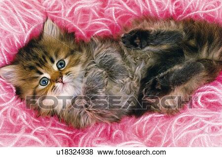 Persian Cat Lying on Bunch of Pink-colored Wool, Looking at Camera, High Angle View View Large Photo Image Stock Photo - Persian Cat Lying on Bunch of Pink-colored Wool, Looking at Camera, High Angle View. Fotosearch