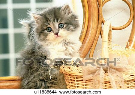 Persian Cat Sitting Next to a Little Basket, Looking Sideways, Front View View Large Photo Image Picture - Persian Cat Sitting Next to a Little Basket, Looking Sideways, Front View. Fotosearch