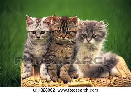 Three American Shorthair Cats Sitting On A Basket Looking At