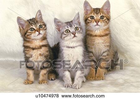 Three American Shorthair Cats Sitting On A White Fluffy Carpet