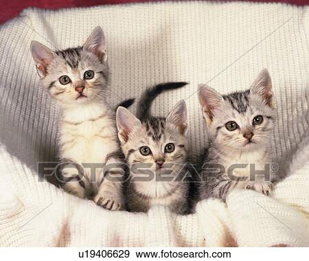 Three American Shorthair Cats Sitting in a Basket, Filled With a White Fluffy Blanket, High Angle View View Large Photo Image Stock Photo - Three American Shorthair Cats Sitting in a Basket, Filled With a White Fluffy Blanket, High Angle View. Fotosearch