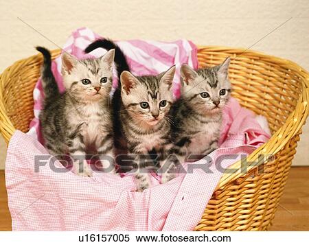 Three American Shorthair Cats Sitting in a Laundry Basket, Looking Sideways, High Angle View View Large Photo Image Stock Photography - Three American Shorthair Cats Sitting in a Laundry Basket, Looking Sideways, High Angle View. Fotosearch