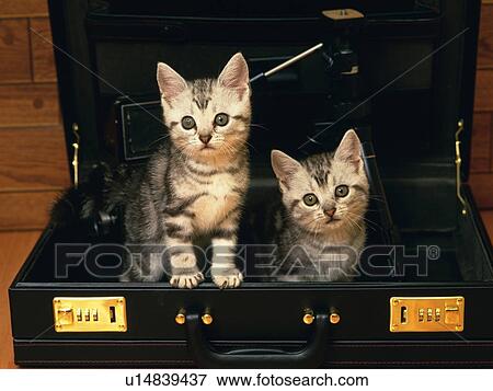 Two American Shorthair Cats In A Black Suitcase High Angle View