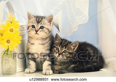 Stock Image - Two American Shorthair Cats In Front of a Window, Next to a Yellow Flower, Looking Sideways, Front View. Fotosearch