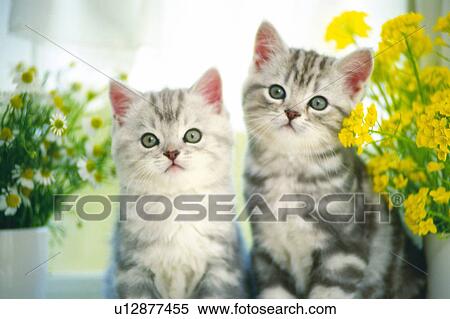 Stock Photography - Two American Shorthair Cats In Front of a Window, Surrounded By Flowers, Front View, Differential Focus. Fotosearch