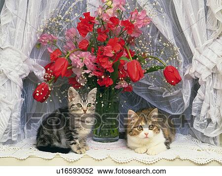 Two American Shorthair Cats Sitting Under a Red-colored Bouquet, Looking Sideways, Front View View Large Photo Image Stock Image -  Two American Shorthair Cats Sitting Under a Red-colored Bouquet, Looking Sideways, Front View. Fotosearch