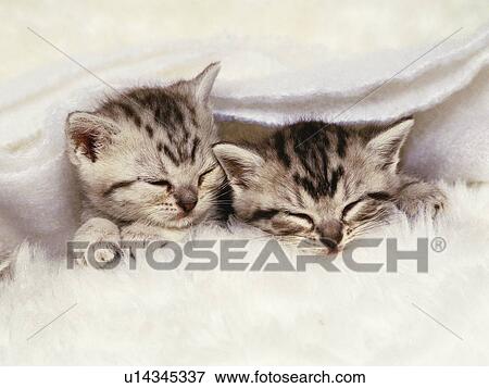 Two American Shorthair Cats, Sleeping under a White Fluffy Blanket, High Angle View View Large Photo Image Stock Photo - Two American Shorthair Cats, Sleeping under a White Fluffy Blanket, High Angle View. Fotosearch
