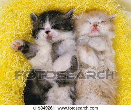 Two Different-colored Kittens, Sleeping on Yellow-colored Wool, High Angle View View Large Photo Image Stock Image - Two Different-colored Kittens, Sleeping on Yellow-colored Wool, High Angle View. Fotosearch
