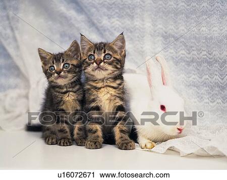 Two Kittens and A Rabbit Surrounded by a White Curtain, Looking Sideways, Front View, Differential Focus View Large Photo Image Stock Image - Two Kittens and A Rabbit Surrounded by a White Curtain, Looking Sideways, Front View, Differential Focus. Fotosearch