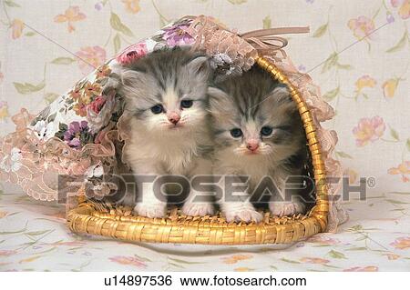 Stock Photograph - Two Kittens Inside a Decorated Basket, Looking Down, Front View. Fotosearch